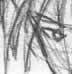 A Badly drawn Squall